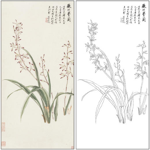 谢稚柳花鸟兰花工笔画白描底稿《徽州墨兰》临摹勾线高清打印稿XZ52 商品图0