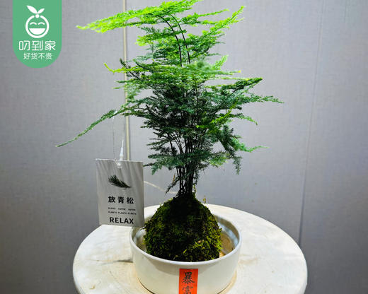 禅意苔藓文竹盆栽-暴富盆（冠幅约18cm*高度25cm/盆） 商品图2