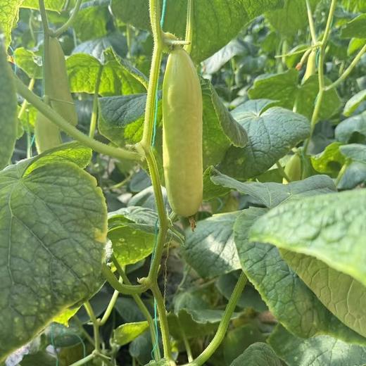 甜奶油嫩黄瓜，糖度很棒，真的甜！全程有机肥（豆粕+羊粪+海藻/鱼蛋白等混配）培育，产量低，但口感超棒。生态种植，安全无农残。 商品图0