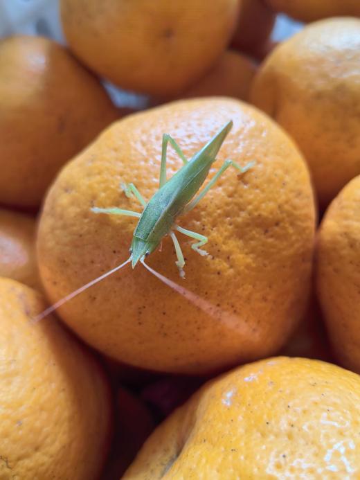 合作产品/丹棱生态耙耙柑 商品图5