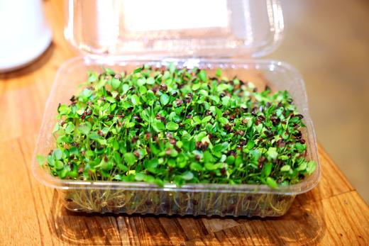 香椿苗 商品图0