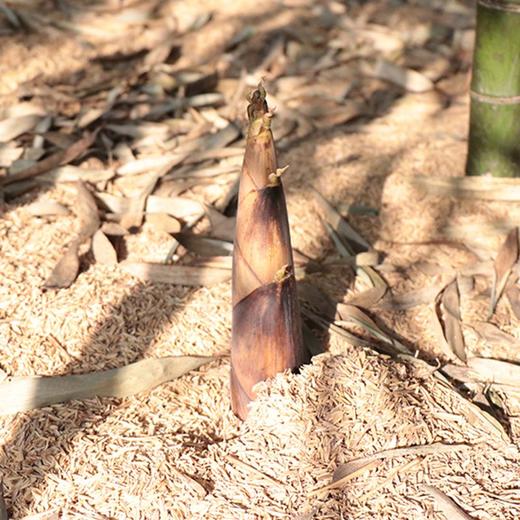 福建建瓯春笋 甘甜脆鲜 肉质鲜嫩  3斤/5斤 商品图4