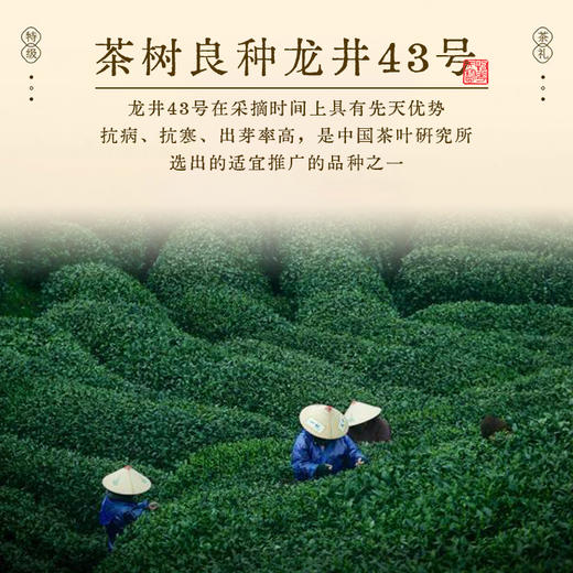 紫禁文创旗下 宫享御露·龙井茶 明前龙井 早春头茬 特级新茶 地标产品 商品图2