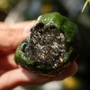 【糕酥精选】艾草嘟嘟手作青团 用野生艾草非青汁 现做现发 只卖30天的新鲜 短保无添加 清香扑鼻 软糯Q弹 闻得到的艾草清香 吃得出艾叶纤维 商品缩略图6