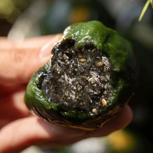 【糕酥精选】艾草嘟嘟手作青团 用野生艾草非青汁 现做现发 只卖30天的新鲜 短保无添加 清香扑鼻 软糯Q弹 闻得到的艾草清香 吃得出艾叶纤维 商品图6