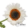 凉菊 | 白韵 商品缩略图0