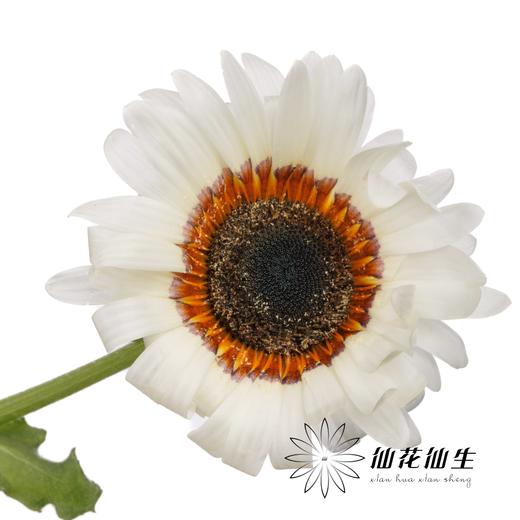 凉菊 | 白韵 商品图0