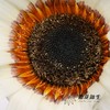 凉菊 | 白韵 商品缩略图2