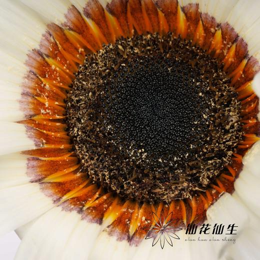 凉菊 | 白韵 商品图2