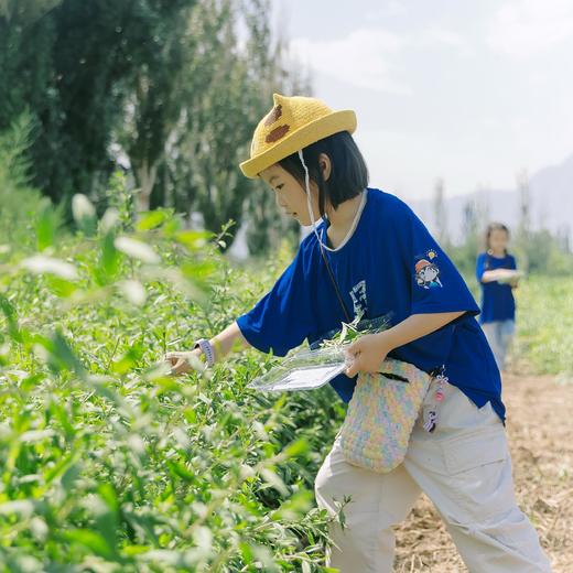 【暑假】西夏安宁，贺兰山下的半部华夏史 5天4晚 商品图11