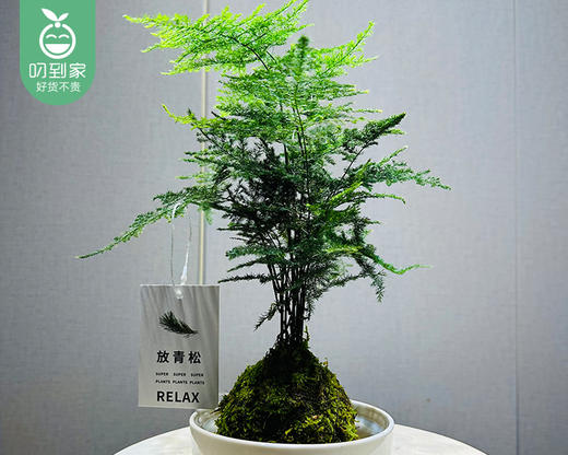 禅意苔藓文竹盆栽-暴富盆（冠幅约18cm*高度25cm/盆） 商品图1