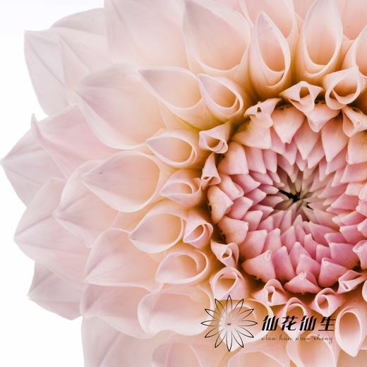 大丽花 | TOP 商品图1