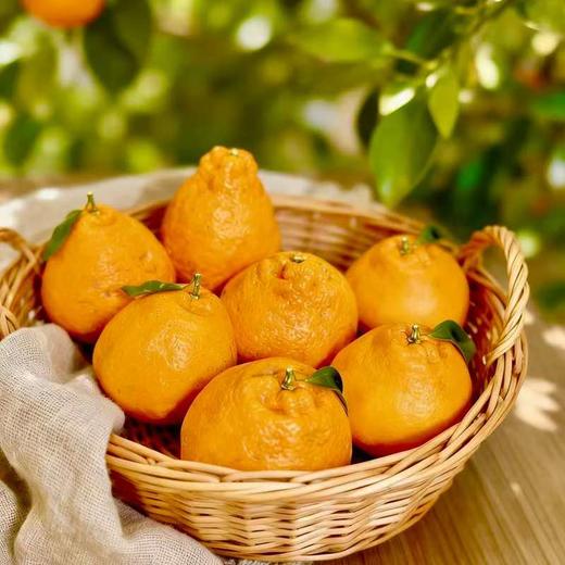 合作产品/丹棱生态耙耙柑 商品图4