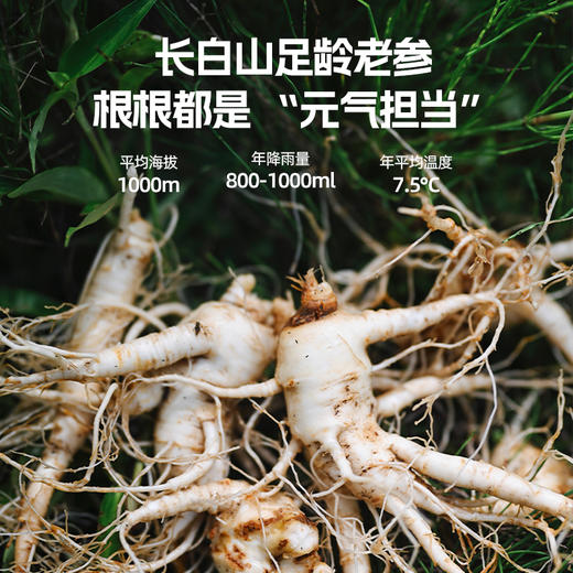每拍4减20元【制西洋参茶简装】升级版西洋参 道地选材 古法九焖九制 富含稀有人参皂苷 口袋里的元气AA 商品图2