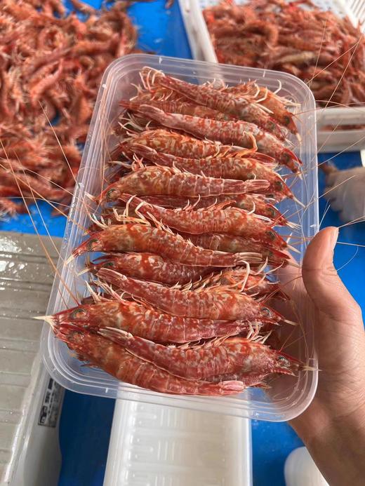 & 网红甜虾樱花虾🌸超级漂亮~纯野品质，虾肉鲜美脆甜，活冻 商品图2