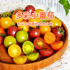 【多彩小番茄】多彩珍果皮薄肉嫩 颗颗饱满脆甜爆汁