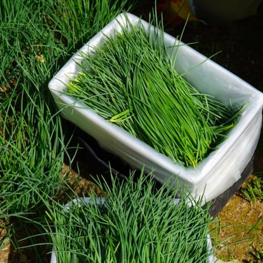 甘肃民勤戈壁沙葱【顺丰快递】 商品图1