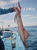 xm鲜！嫩！脆！纯手海钓！！来自东山招牌深海大钓管鱿鱼🦑白灼、烧烤、爆炒样样皆宜！鲜掉眉毛顺丰活冻锁鲜 商品缩略图0