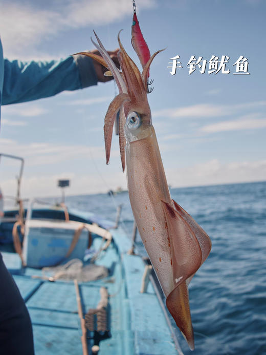 xm鲜！嫩！脆！纯手海钓！！来自东山招牌深海大钓管鱿鱼🦑白灼、烧烤、爆炒样样皆宜！鲜掉眉毛顺丰活冻锁鲜 商品图0