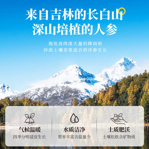 50g/瓶 参香活色 正宗长白山人参片 多规格可选 商品图4