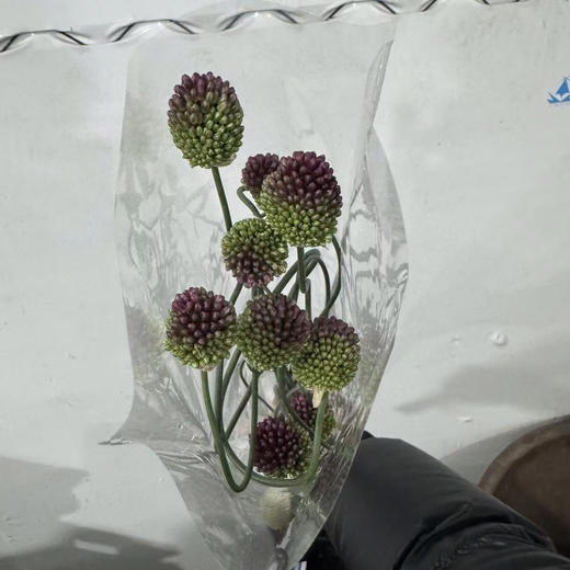 国产弯葱 商品图2