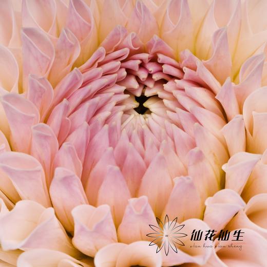 大丽花 | TOP 商品图4