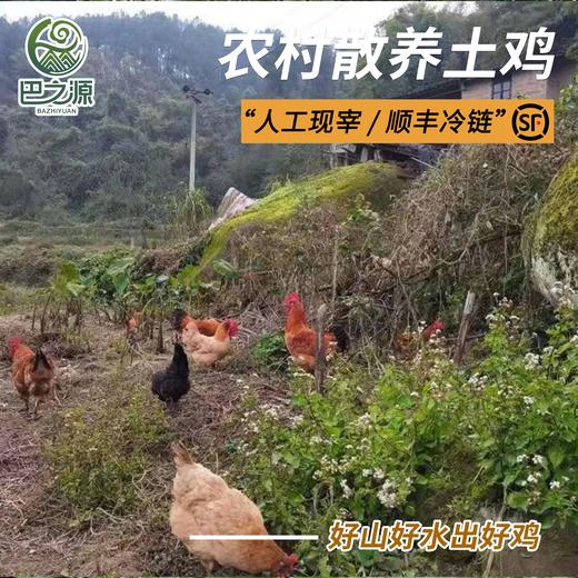 纯正土鸡农村大公鸡正宗散养农村跑山鸡走地鸡整鸡人工现宰顺丰 商品图0