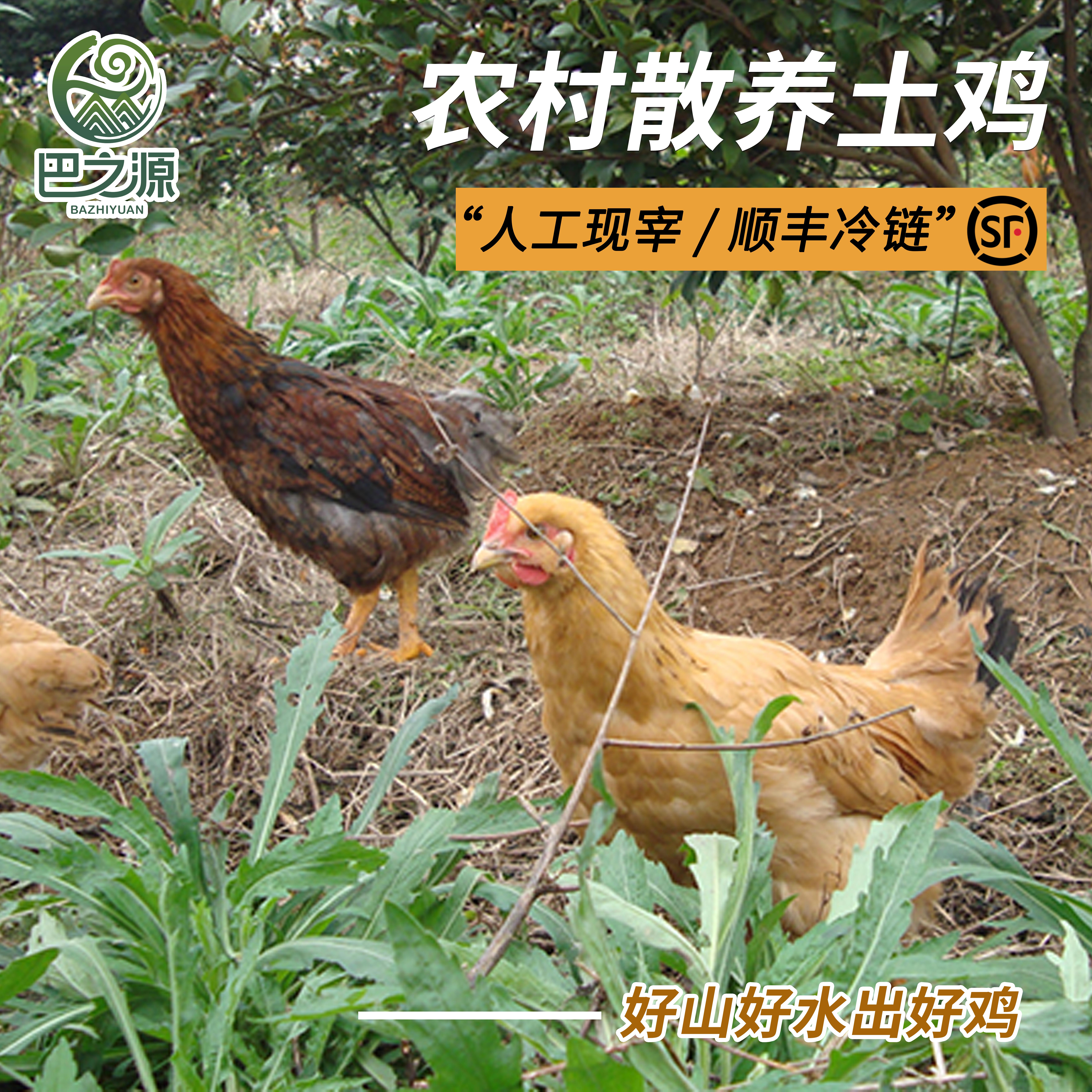 巴之源土鸡农村散养母鸡公鸡坐月老鸡乌骨鸡黑土鸡整鸡炖汤现宰