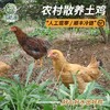巴之源土鸡农村散养母鸡公鸡坐月老鸡乌骨鸡黑土鸡整鸡炖汤现宰 商品缩略图0