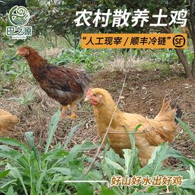 巴之源土鸡农村散养母鸡公鸡坐月老鸡乌骨鸡黑土鸡整鸡炖汤现宰