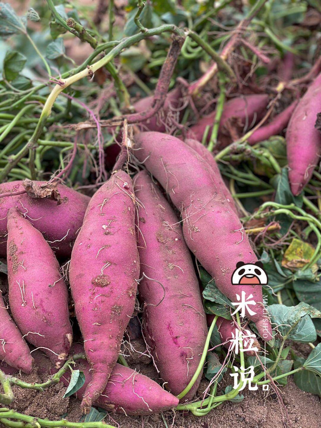 【桥头地瓜/鸣门金时地瓜】地瓜界的实力派，鸣门金时地瓜~桥头地瓜的升级品，口感细腻，无纤维，香甜软糯，板栗香味 CC