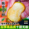 果岭菁礼 融安脆蜜金柑三代 纯甜金桔新鲜带皮吃孕妇水果现摘现发 顺丰包邮 商品缩略图1