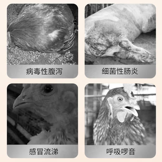 华畜黄芪多糖粗提液500ml  浓缩提取用量更省吸收更好 商品图4