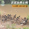 重庆稻田鸭正宗散养土鸭农家老麻鸭整只现杀煲汤老鸭子顺丰包邮 商品缩略图0