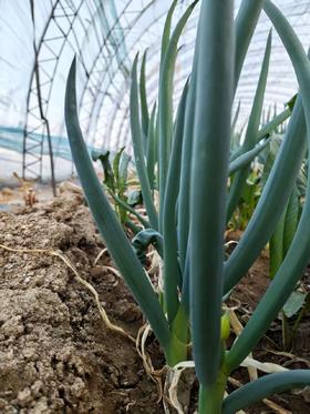 鸿翠园 有机发芽葱