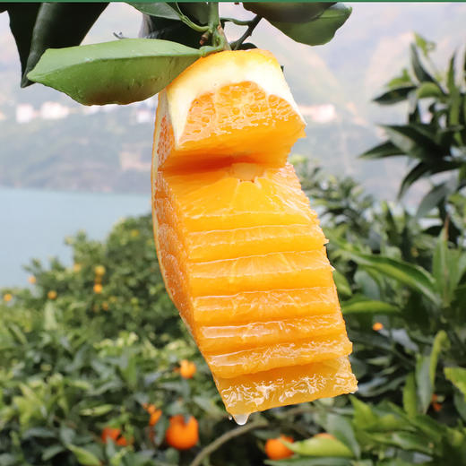 劲逮逮 纽荷尔脐橙5斤/9斤装 宜昌秭归 商品图2