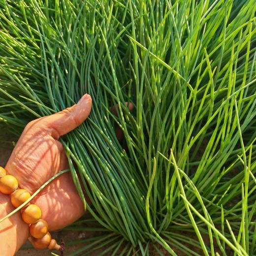 甘肃民勤戈壁沙葱【顺丰快递】 商品图2