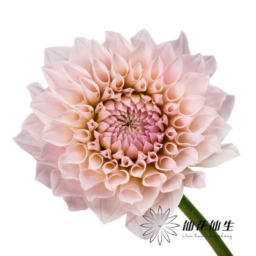 大丽花 | TOP 商品图2