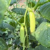 甜奶油嫩黄瓜，糖度很棒，真的甜！全程有机肥（豆粕+羊粪+海藻/鱼蛋白等混配）培育，产量低，但口感超棒。生态种植，安全无农残。 商品缩略图1