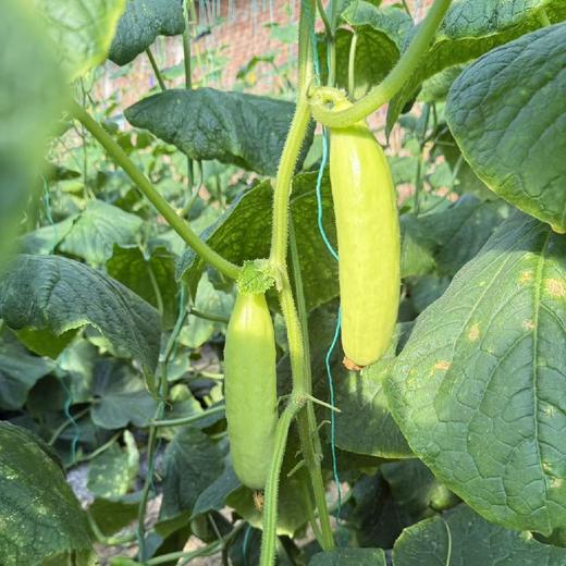 甜奶油嫩黄瓜，糖度很棒，真的甜！全程有机肥（豆粕+羊粪+海藻/鱼蛋白等混配）培育，产量低，但口感超棒。生态种植，安全无农残。 商品图1