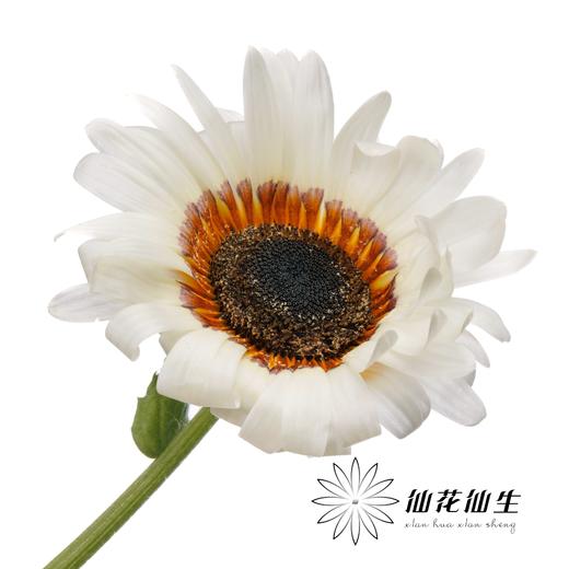 凉菊 | 白韵 商品图3