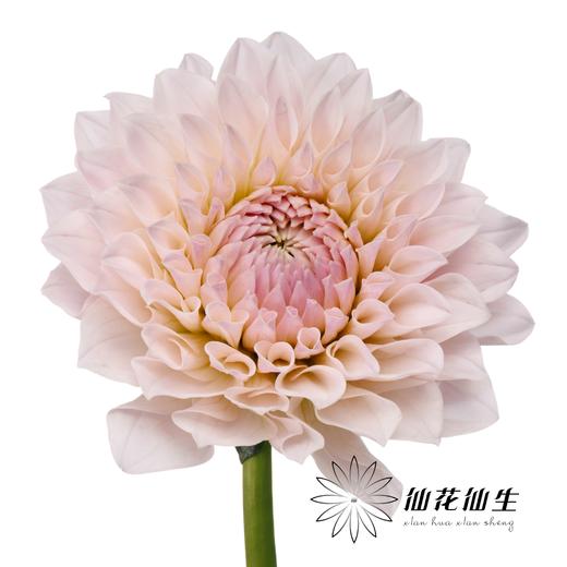 大丽花 | TOP 商品图3