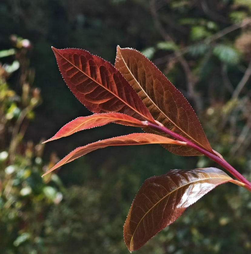 2026头春千年野生古树紫芽红茶