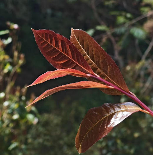 2026头春千年野生古树紫芽红茶 商品图0