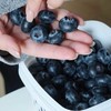 【今年最后一团】森即云南花香蓝莓 | 果肉紧实饱满、入口爆汁、富含花青素、酸甜适口、多种规格选择 商品缩略图6