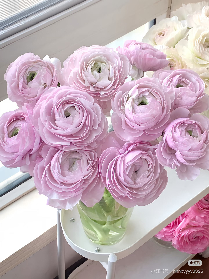 国产花材-【成功洋牡丹】星空紫