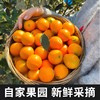 果岭菁礼 融安脆蜜金柑三代 纯甜金桔新鲜带皮吃孕妇水果现摘现发 顺丰包邮 商品缩略图3