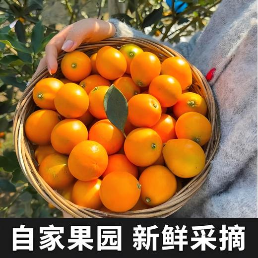 果岭菁礼 融安脆蜜金柑三代 纯甜金桔新鲜带皮吃孕妇水果现摘现发 顺丰包邮 商品图3