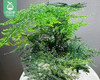 禅意苔藓文竹盆栽-暴富盆（冠幅约18cm*高度25cm/盆） 商品缩略图3