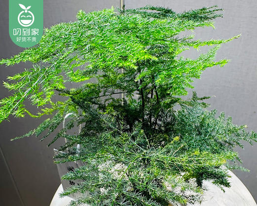 禅意苔藓文竹盆栽-暴富盆（冠幅约18cm*高度25cm/盆） 商品图3